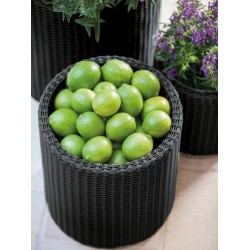 Doniczka rattan Cylinder rozmiar S - 28 cm grafit, antracyt Curver, Keter z odpływem